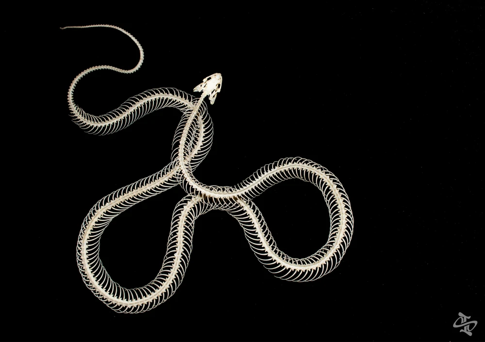 Xác rắn sau khi được xử lý vô cùng đẹp mắt. Ảnh: NVCC