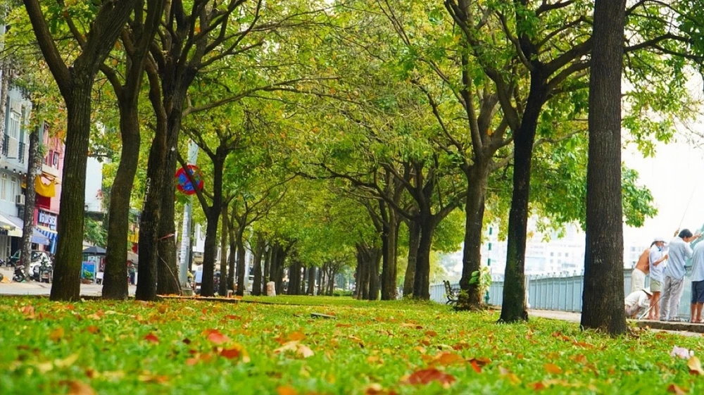 Thời điểm cuối tháng 10 đến đầu tháng 11 những cây lộc vừng ở hai bên bờ kênh Nhiêu Lộc-Thị Nghè bước vào mùa thay lá. Ảnh: NGUYỆT NHI