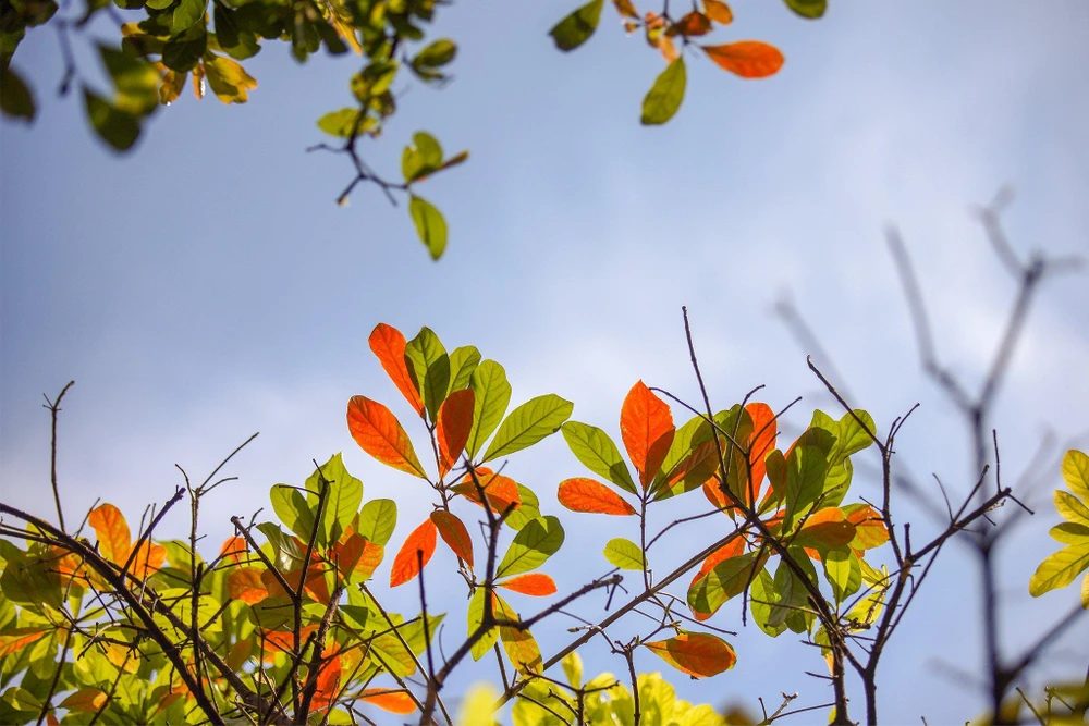 Gió lay khiến những chiếc lá vàng bay bay rụng xuống đám cỏ xanh rì, nhường chỗ cho những mầm xanh vươn mình tạo nên một khung cảnh vô cùng lãng mạn, nên thơ. Ảnh: NGUYỆT NHI