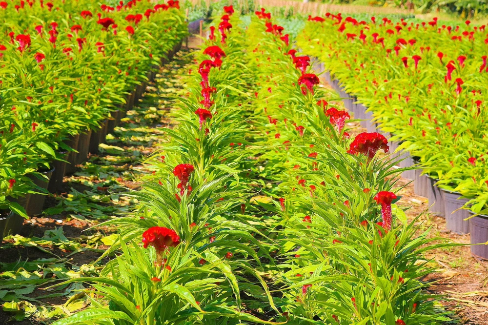 Hoa mào gà đang dần nở rộ khoe sắc. Ảnh: TÚ NGÂN