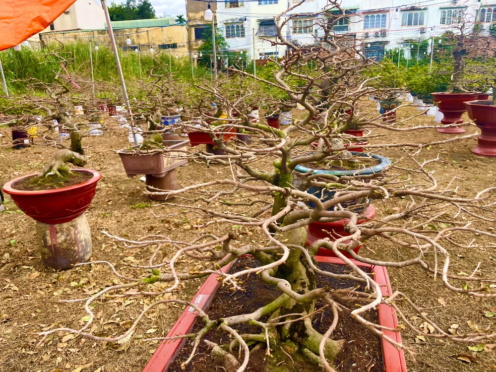 Những cây mai đã được lặt sạch lá chờ ngày giao cho khách hàng. Ảnh: TÚ NGÂN