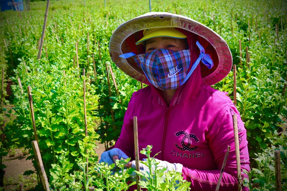 Chị Nguyễn Thanh Thủy vừa nghỉ việc tại công ty cũ may mắn xin vào chăm hoa, bẻ nụ để có tiền trang trải cuộc sống. Ảnh: TÚ NGÂN