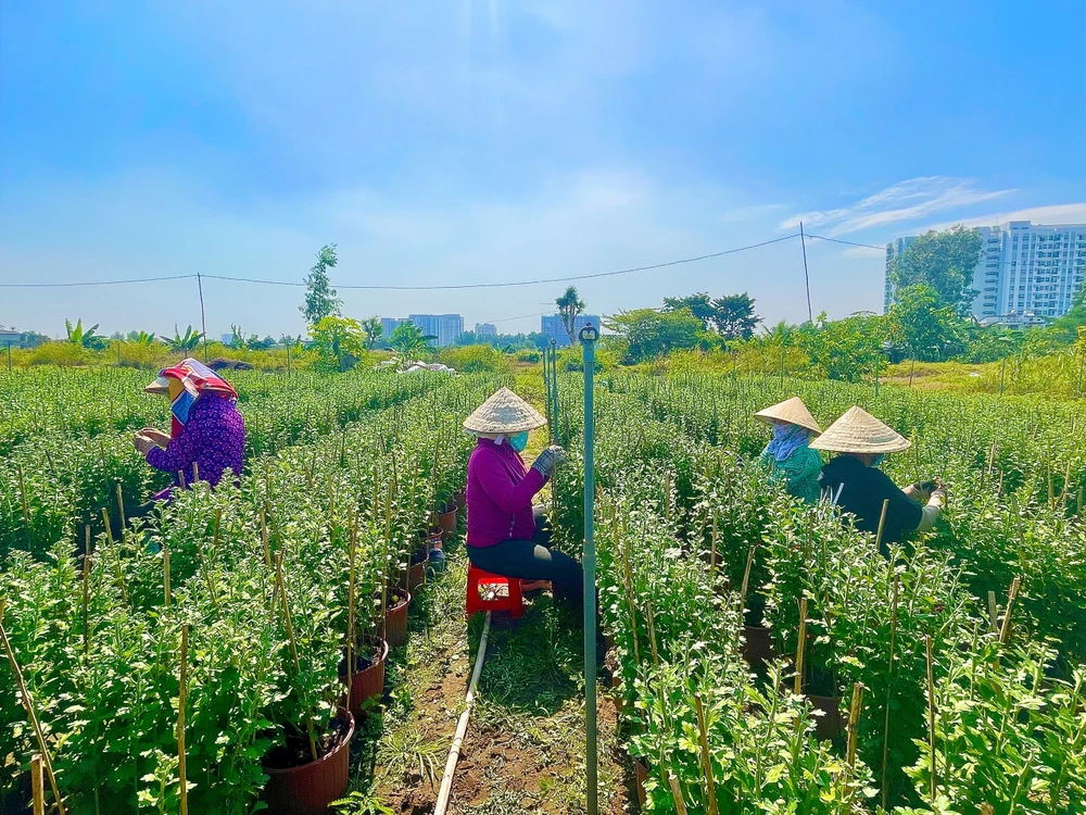 Người lao động làm việc thời vụ kiếm thêm thu nhập tại các vườn hoa ở phường Thới An, quận 12. Ảnh: TÚ NGÂN