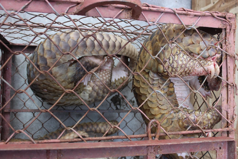 Tê tê là một trong các loài động vật hoang dã nguy cấp thường bị buôn bán và vận chuyển trái phép. Ảnh: ENV