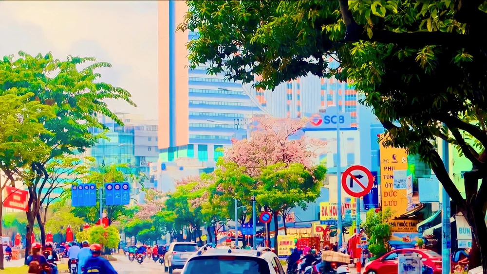 Hoa kèn hồng nở rộ ở TP.HCM