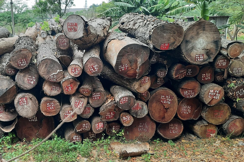 Hơn 4.500 m3 gỗ tại TP.HCM đang dãi nắng, dầm mưa