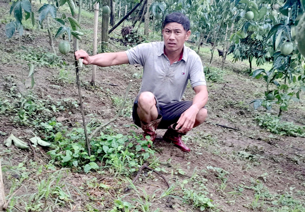 Lâm Đồng: 325 gốc chanh dây của 1 hộ dân bị kẻ gian chặt phá