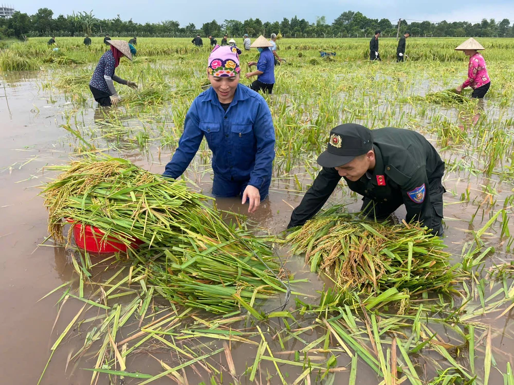 Bo-doi-ten-lua-va-canh-sat-co-dong-giu-dan-thu-hoach-lua-mua-chay-lu-4.jpg