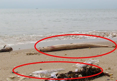 Viện Hải dương học Nha Trang tham gia tìm nguyên nhân cá chết ảnh 1