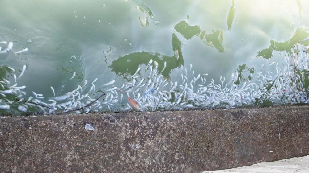 Phần lớn các loại cá biển chết ở Vạn Ninh sống ở tầng đáy. Ảnh: CTV