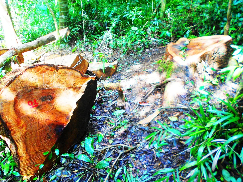 Khởi tố vụ chặt 13 cây gỗ quý trong rừng phòng hộ ảnh 2