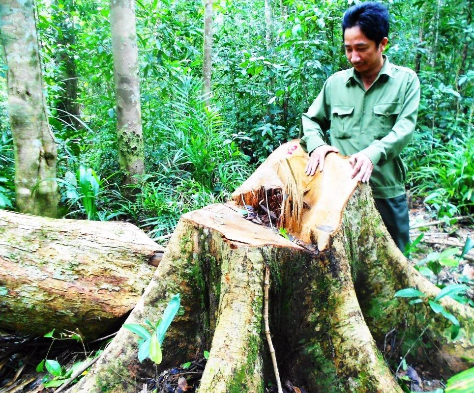 Một trong những cây gỗ dổi bị đốn hạ.