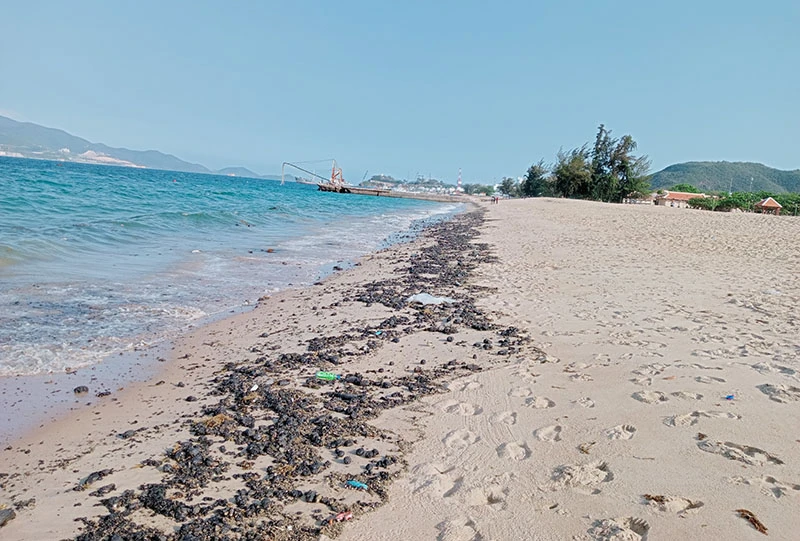 Dầu vón cục dạt vào đen kịt bờ biển Nha Trang ảnh 7