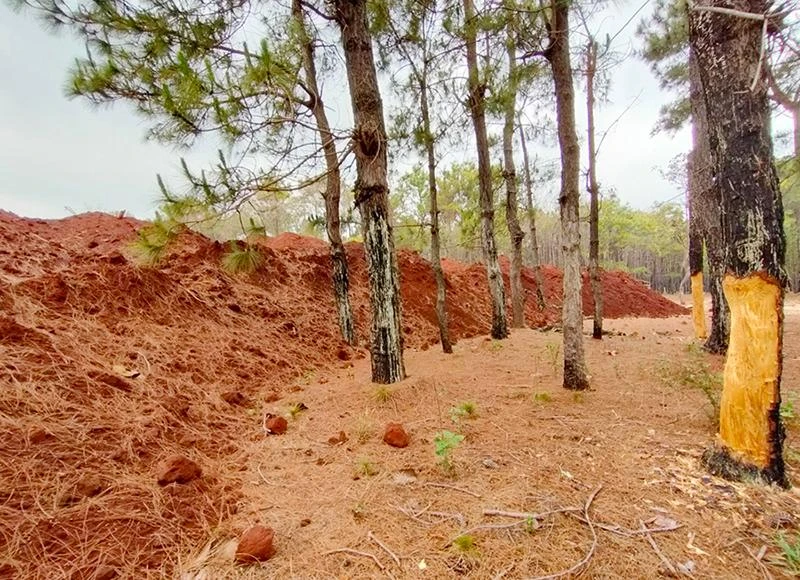 Bãi thải đất trái phép uy hiếp rừng thông. Ảnh: LK