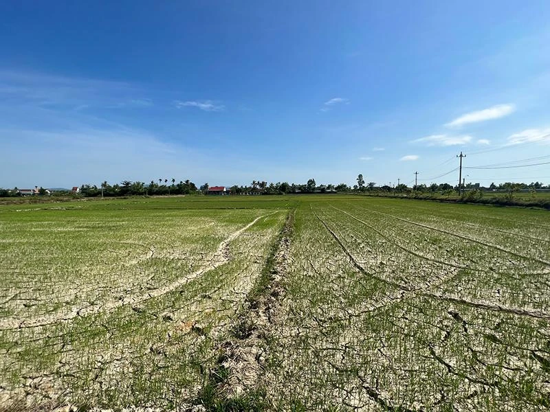 Hàng ngàn ha lúa hè thu ở Phú Yên bị chết khô. Ảnh: CAO MINH