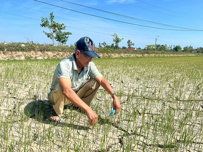 Ruộng đồng nứt nẻ, Phú Yên yêu cầu 3 nhà máy thủy điện xả nước ảnh 4