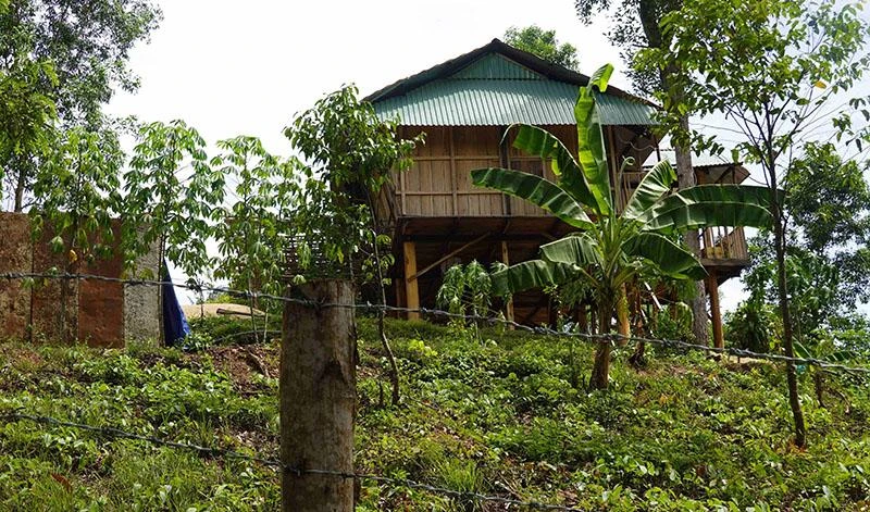 Nhà sàn của vợ chánh án TAND huyện Vĩnh Thạnh xây dựng không phép trên đất rừng phòng hộ. Ảnh: DŨ TUẤN