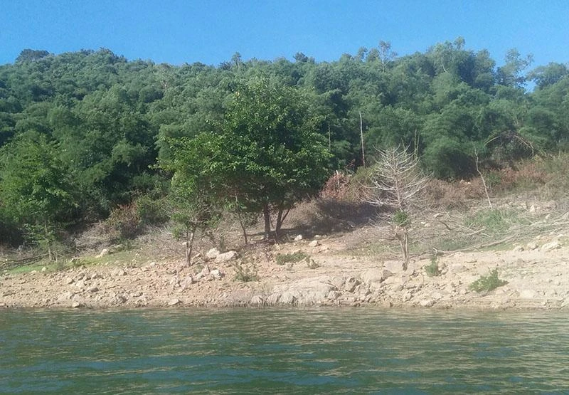 Khu rừng mà cựu bí thư Huyện ủy Vĩnh Thạnh nhận chuyển nhượng. Ảnh: CTV