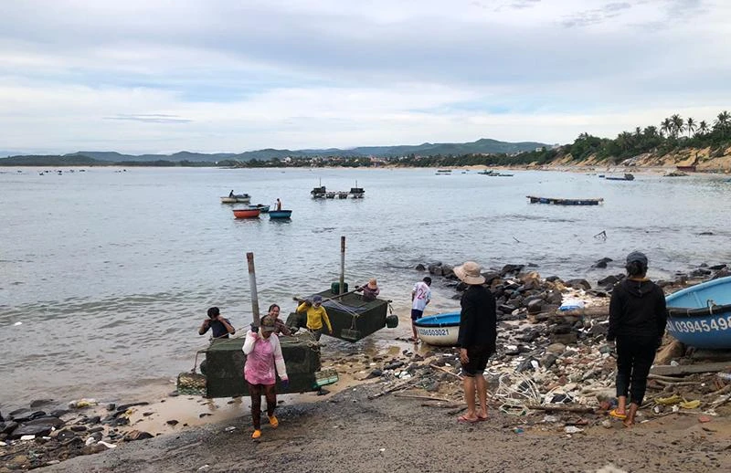 Người dân xã An Hòa Hải, huyện Tuy An, Phú Yên đưa lồng nuôi tôm hùm giống vào bờ tránh bão. Ảnh: NGUYÊN LINH