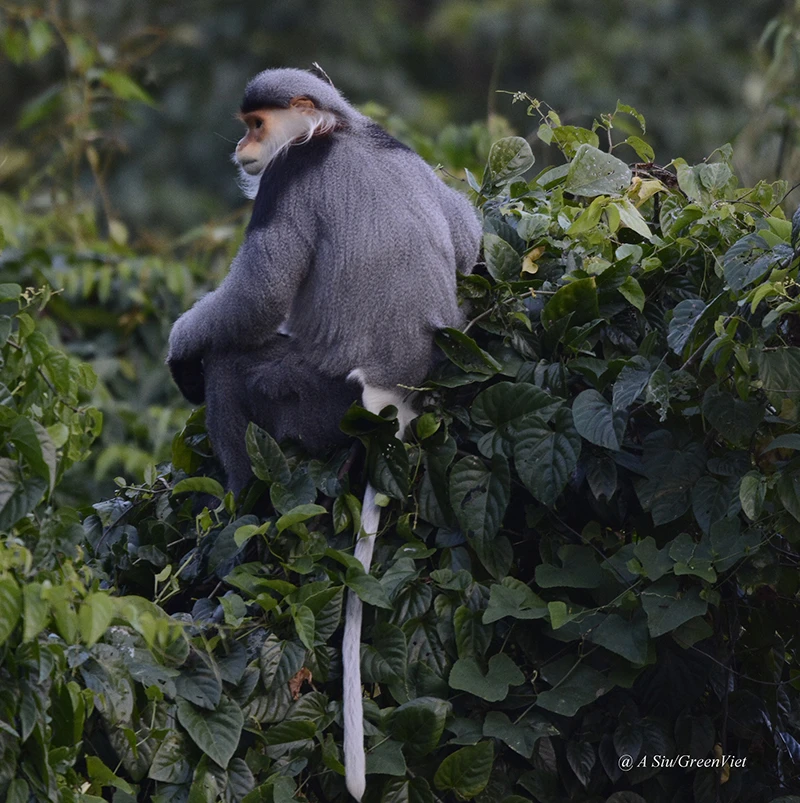 Một cá thể voọc chà vá tại khu vực chùa Quang Sơn, xã Hòa Kiến, TP Tuy Hòa, tỉnh Phú Yên. Ảnh: A SIU