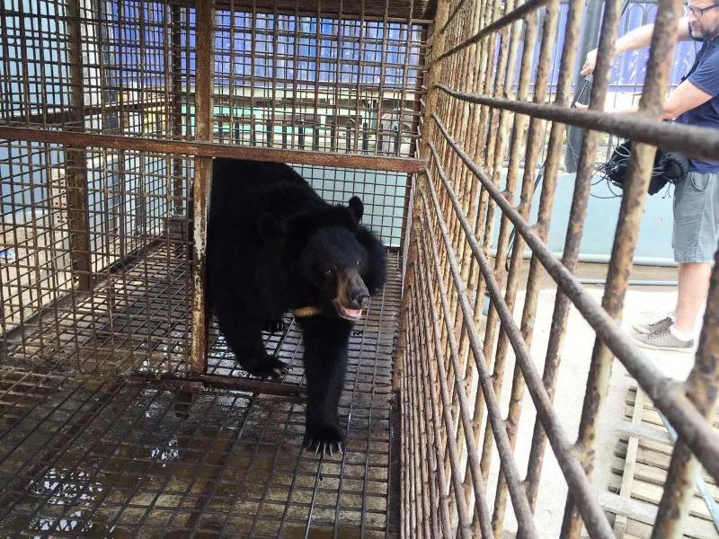 Doanh nghiệp tự nguyện chuyển giao một cá thể gấu ngựa ảnh 1