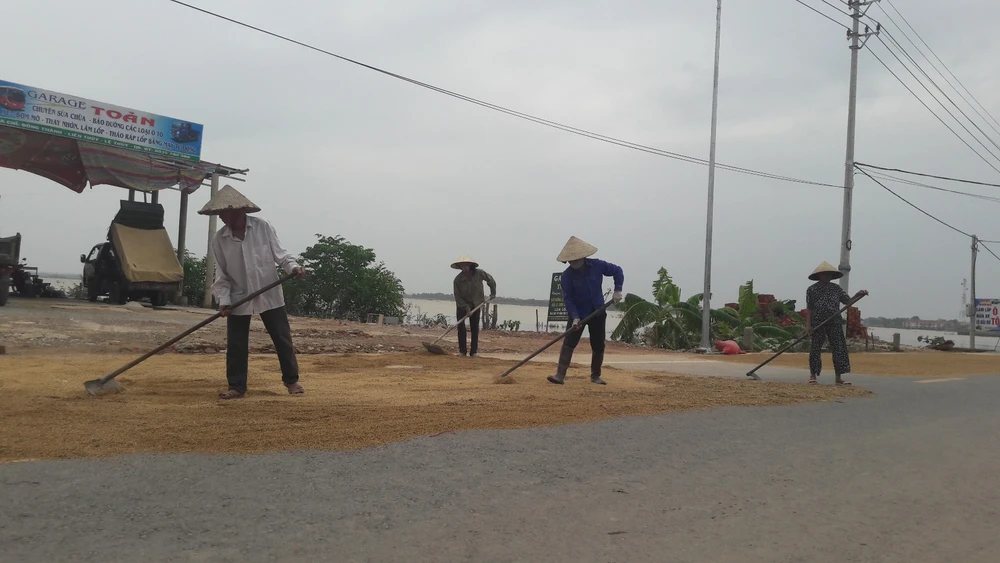 “Lúa bị nước lũ ngâm, nảy mầm hư hết rồi con ơi!“ ảnh 1 “Lúa bị nước lũ ngâm, nảy mầm hư hết rồi con ơi!“ ảnh 1