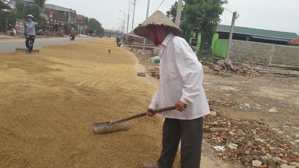 “Lúa bị nước lũ ngâm, nảy mầm hư hết rồi con ơi!“ ảnh 2 “Lúa bị nước lũ ngâm, nảy mầm hư hết rồi con ơi!“ ảnh 2