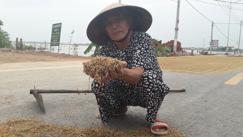“Lúa bị nước lũ ngâm, nảy mầm hư hết rồi con ơi!“ ảnh 4 “Lúa bị nước lũ ngâm, nảy mầm hư hết rồi con ơi!“ ảnh 4