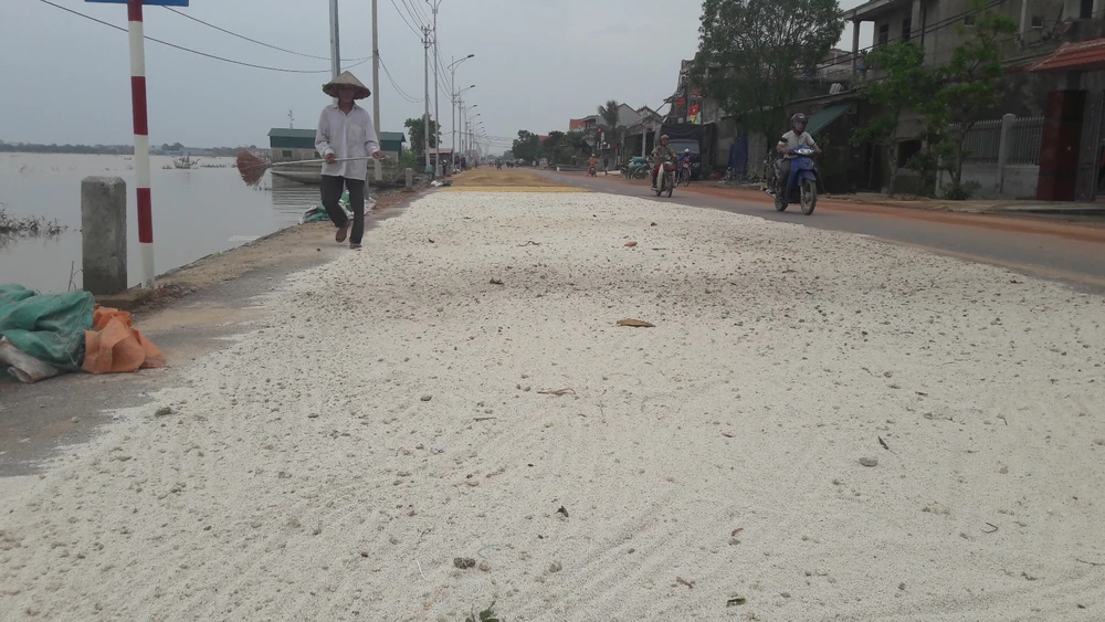 “Lúa bị nước lũ ngâm, nảy mầm hư hết rồi con ơi!“ ảnh 5 “Lúa bị nước lũ ngâm, nảy mầm hư hết rồi con ơi!“ ảnh 5