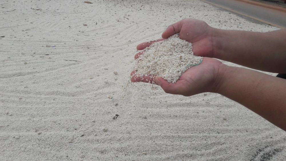 “Lúa bị nước lũ ngâm, nảy mầm hư hết rồi con ơi!“ ảnh 7 “Lúa bị nước lũ ngâm, nảy mầm hư hết rồi con ơi!“ ảnh 7