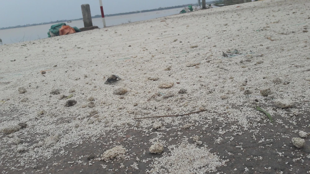 “Lúa bị nước lũ ngâm, nảy mầm hư hết rồi con ơi!“ ảnh 8 “Lúa bị nước lũ ngâm, nảy mầm hư hết rồi con ơi!“ ảnh 8