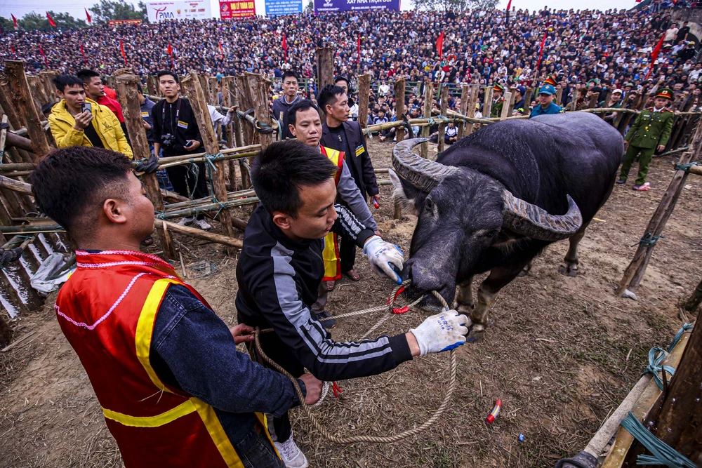 Lễ hội Chọi trâu xã Hải Lựu năm 2025 được tổ chức trong 3 ngày (ngày 15, 16 và 17 tháng Giêng) với 20 trâu tham gia thi đấu.