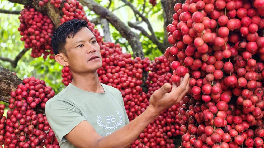 Từ một cây rừng, gia đình anh Phạm Công Dụng nhân giống thành cả vườn dâu da đỏ sai trĩu quả.