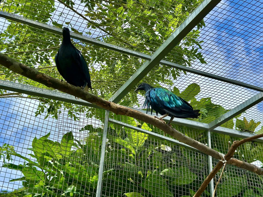 Bồ câu Nicoba được bàn giao cho Vườn Quốc gia Côn Đảo chăm sóc. Ảnh: VQG