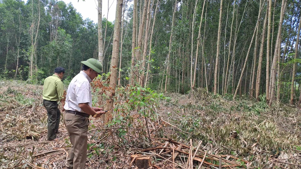 Bình Định thanh tra vụ phá rừng phòng hộ