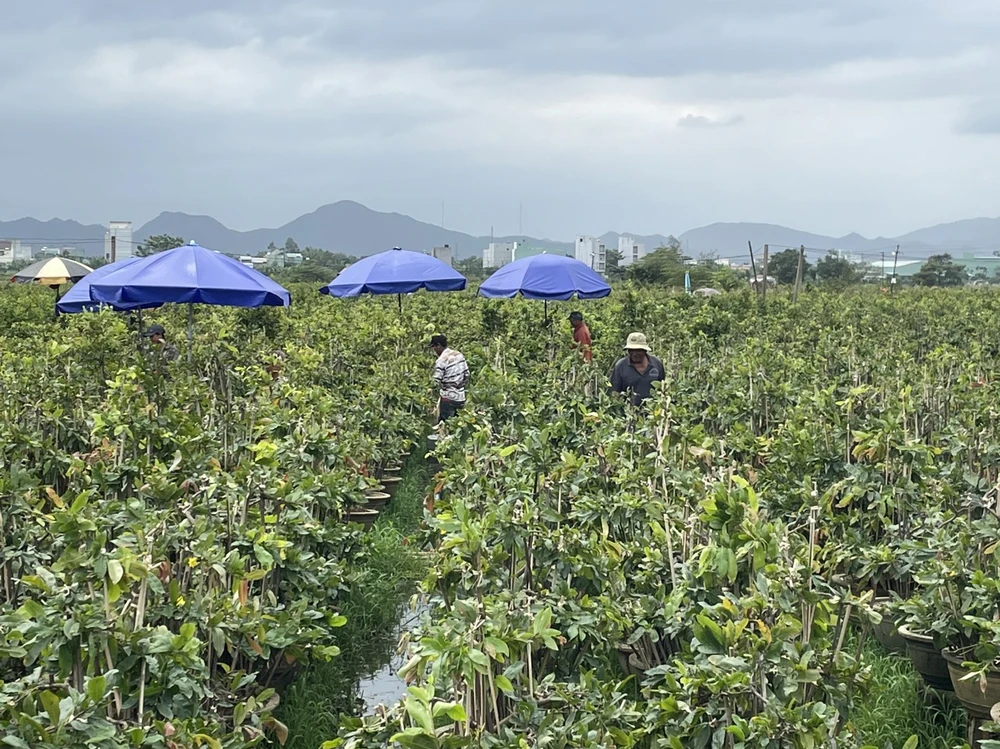 lang-hoa-binh-dinh-thich-ung-voi-mua-lu (3).jpg