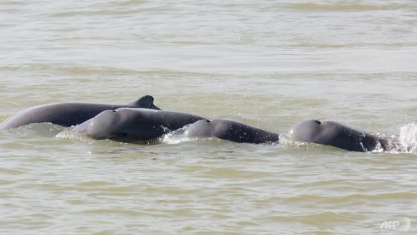 Số lượng cá heo nước ngọt Irrawaddy đã bị sụt giảm nghiêm trọng trong thời gian gần đây. Ảnh: AFP