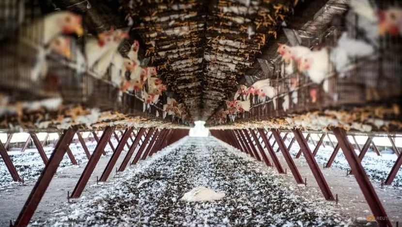 Biết gì về cúm H5N1 và khả năng lây nhiễm cho con người. Ảnh: REUTERS