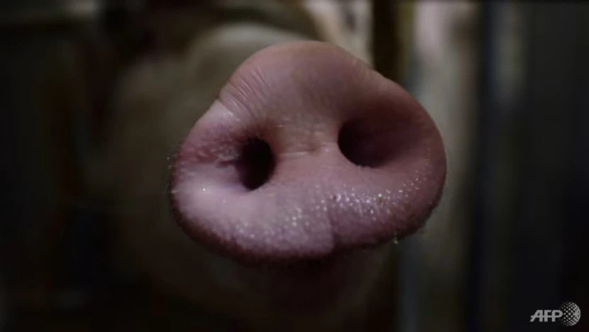 Dịch tả lợn châu Phi xuất hiện lần đầu tiên ở Philippines vào năm 2019. Ảnh: AFP Dịch tả lợn châu Phi xuất hiện lần đầu tiên ở Philippines vào năm 2019. Ảnh: AFP