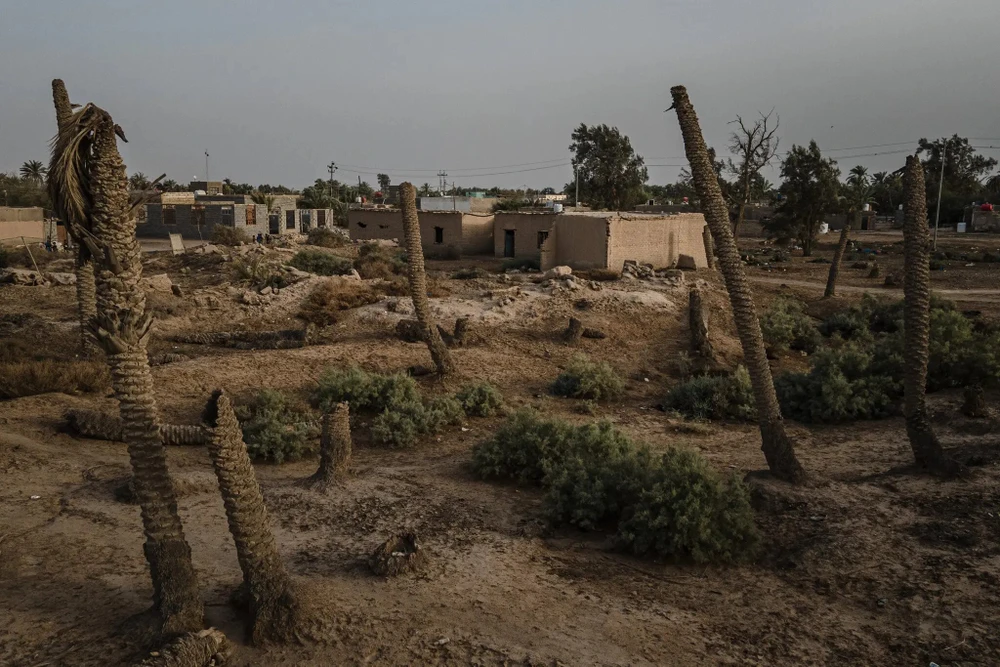Nhiều cây chà là tại Iraq chết khô vì thiếu nước. Ảnh: THE NEW YORK TIMES Nhiều cây chà là tại Iraq chết khô vì thiếu nước. Ảnh: THE NEW YORK TIMES