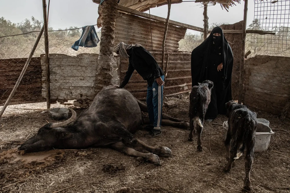 Nhiều gia đình nông dân ở Iraq không có đủ nước để nuôi sống đàn gia súc của mình. Ảnh: THE NEW YORK TIMES Nhiều gia đình nông dân ở Iraq không có đủ nước để nuôi sống đàn gia súc của mình. Ảnh: THE NEW YORK TIMES