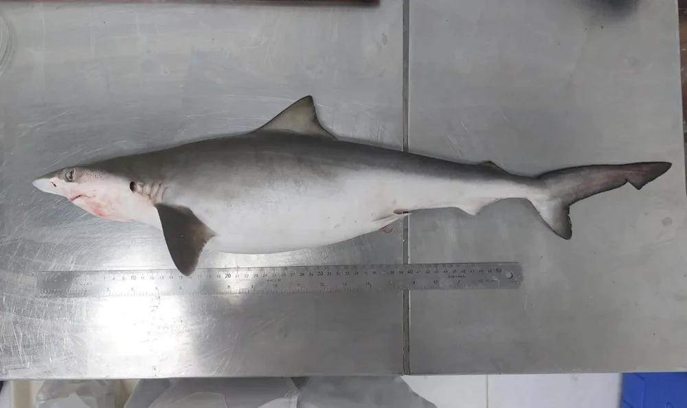 cá mập nhiễm ma tuý