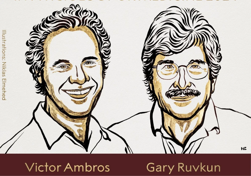 Nobel Y học 2024 vinh danh công trình nghiên cứu microRNA