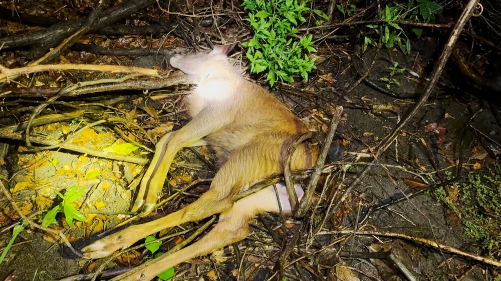 phóng viên phát hiện con nai bị bắn thoi thóp (4).jpg