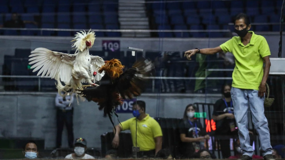 Philippines nhờ Nhật tìm kiếm thi thể những người chơi đá gà nghi bị phi tang xuống hồ