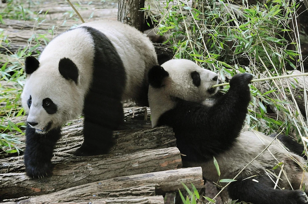 Vườn thú Pháp trả lại cặp gấu trúc cho Trung Quốc vì lý do sức khỏe