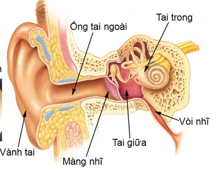 Viêm tai ngoài ảnh 1