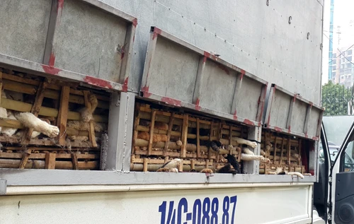Hơn 2,5 tấn mèo từ Trung Quốc về Hà Nội bị tiêu hủy ảnh 1 Hơn 2,5 tấn mèo từ Trung Quốc về Hà Nội bị tiêu hủy ảnh 1