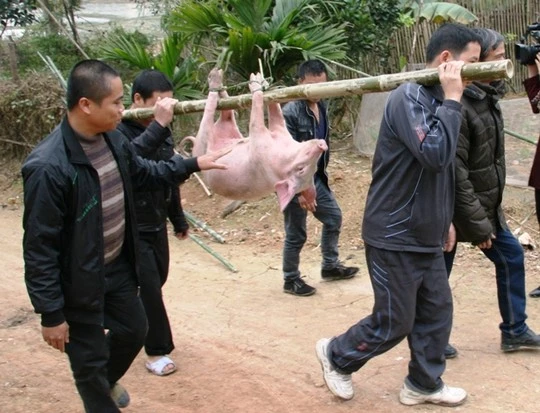 Trong lễ cưới, thịt heo là món không thể thiếu