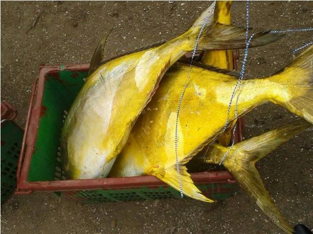 Ngư dân Hà Tĩnh trúng đậm cá két, một buổi sáng thu gần 400 triệu ảnh 3